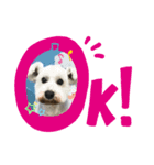 シュナウザー のパンくん＆ペロちゃん♡（個別スタンプ：4）