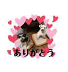 シュナウザー のパンくん＆ペロちゃん♡（個別スタンプ：5）