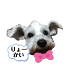 シュナウザー のパンくん＆ペロちゃん♡（個別スタンプ：7）