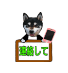 柴犬とトイプードルのハロウィン2（個別スタンプ：36）