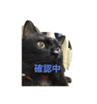 もみじスタンプ(希望)（個別スタンプ：1）