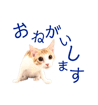 イチローすたんぷ 2（個別スタンプ：1）