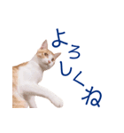 イチローすたんぷ 2（個別スタンプ：3）
