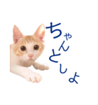 イチローすたんぷ 2（個別スタンプ：15）