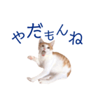 イチローすたんぷ 2（個別スタンプ：16）