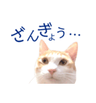 イチローすたんぷ 2（個別スタンプ：17）