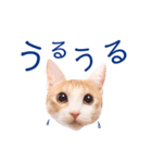 イチローすたんぷ 2（個別スタンプ：19）