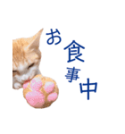 イチローすたんぷ 2（個別スタンプ：23）