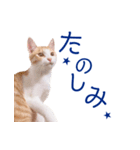 イチローすたんぷ 2（個別スタンプ：27）