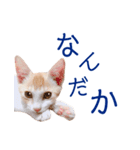 イチローすたんぷ 2（個別スタンプ：31）