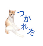 イチローすたんぷ 2（個別スタンプ：33）