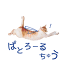 イチローすたんぷ 2（個別スタンプ：37）