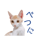 イチローすたんぷ 2（個別スタンプ：39）