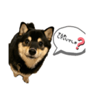 "まめ太の日常"②（個別スタンプ：16）
