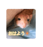 マカロニマウスのきなこ（個別スタンプ：1）