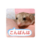 マカロニマウスのきなこ（個別スタンプ：4）