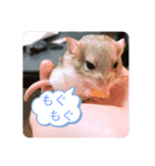 マカロニマウスのきなこ（個別スタンプ：5）