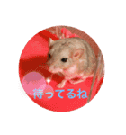 マカロニマウスのきなこ（個別スタンプ：11）