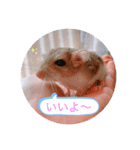 マカロニマウスのきなこ（個別スタンプ：12）