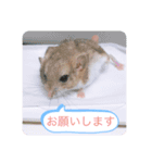 マカロニマウスのきなこ（個別スタンプ：15）