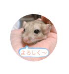マカロニマウスのきなこ（個別スタンプ：16）