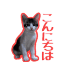 ざ・にゃんこすたんぷ★子猫編（個別スタンプ：2）