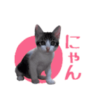 ざ・にゃんこすたんぷ★子猫編（個別スタンプ：15）