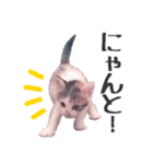 ざ・にゃんこすたんぷ★子猫編（個別スタンプ：29）