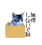 ざ・にゃんこすたんぷ★子猫編（個別スタンプ：35）