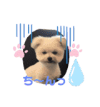 又々まりんとレン（個別スタンプ：17）