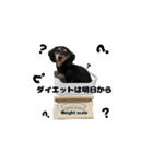 ベイリーwithフレンズ。（個別スタンプ：20）