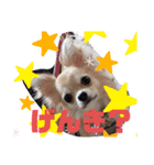 癒しのチワタ（個別スタンプ：1）