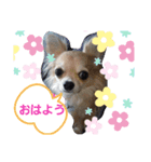癒しのチワタ（個別スタンプ：2）