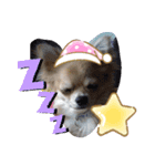癒しのチワタ（個別スタンプ：3）