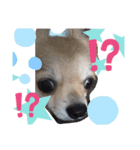 癒しのチワタ（個別スタンプ：6）