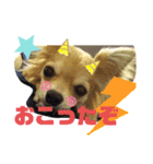 癒しのチワタ（個別スタンプ：8）
