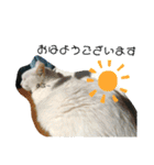我が家にはねこがいる（個別スタンプ：1）