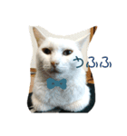 我が家にはねこがいる（個別スタンプ：2）