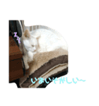 我が家にはねこがいる（個別スタンプ：3）