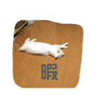 我が家にはねこがいる（個別スタンプ：4）
