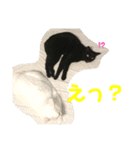 我が家にはねこがいる（個別スタンプ：5）