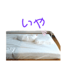 我が家にはねこがいる（個別スタンプ：6）