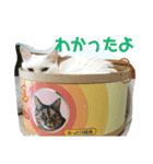 我が家にはねこがいる（個別スタンプ：8）