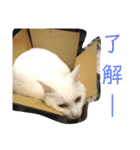 我が家にはねこがいる（個別スタンプ：12）