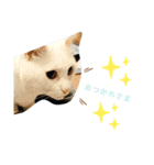 我が家にはねこがいる（個別スタンプ：14）