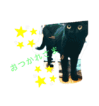我が家にはねこがいる（個別スタンプ：15）