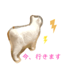 我が家にはねこがいる（個別スタンプ：16）