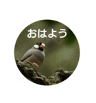 日本語を使って挨拶する（個別スタンプ：1）