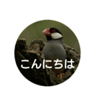 日本語を使って挨拶する（個別スタンプ：2）
