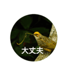 日本語を使って挨拶する（個別スタンプ：3）